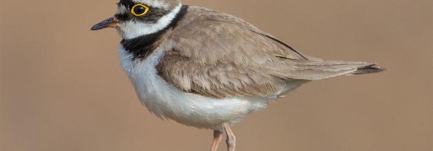 Stephan Sprinz, CC BY 4.0 <https://creativecommons.org/licenses/by/4.0>, via Wikimedia Commons